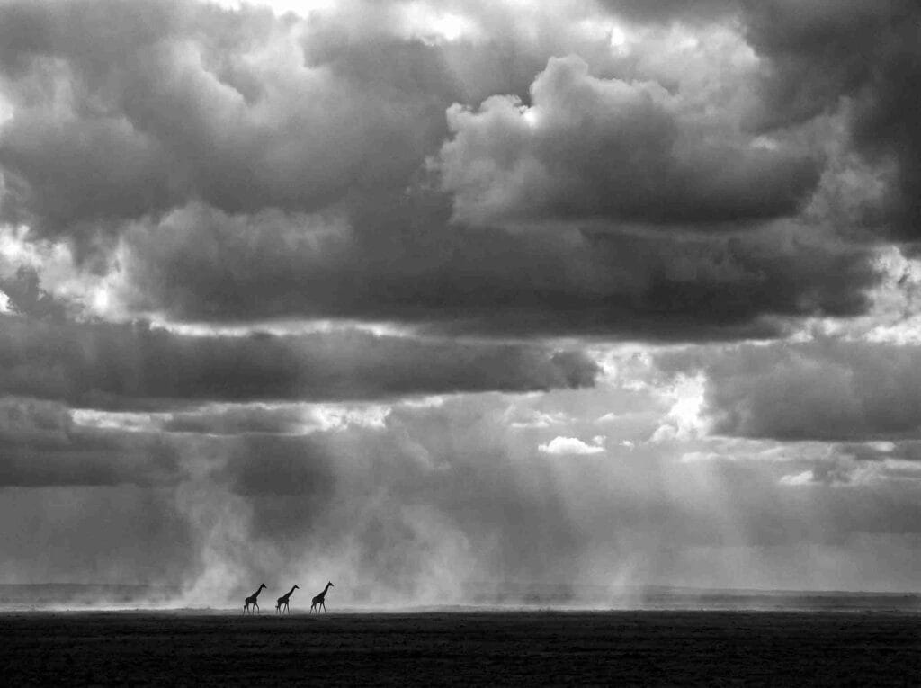 girraffe silhoute in masai mara