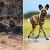 rarest animals in Kenya- The African Wild Dog