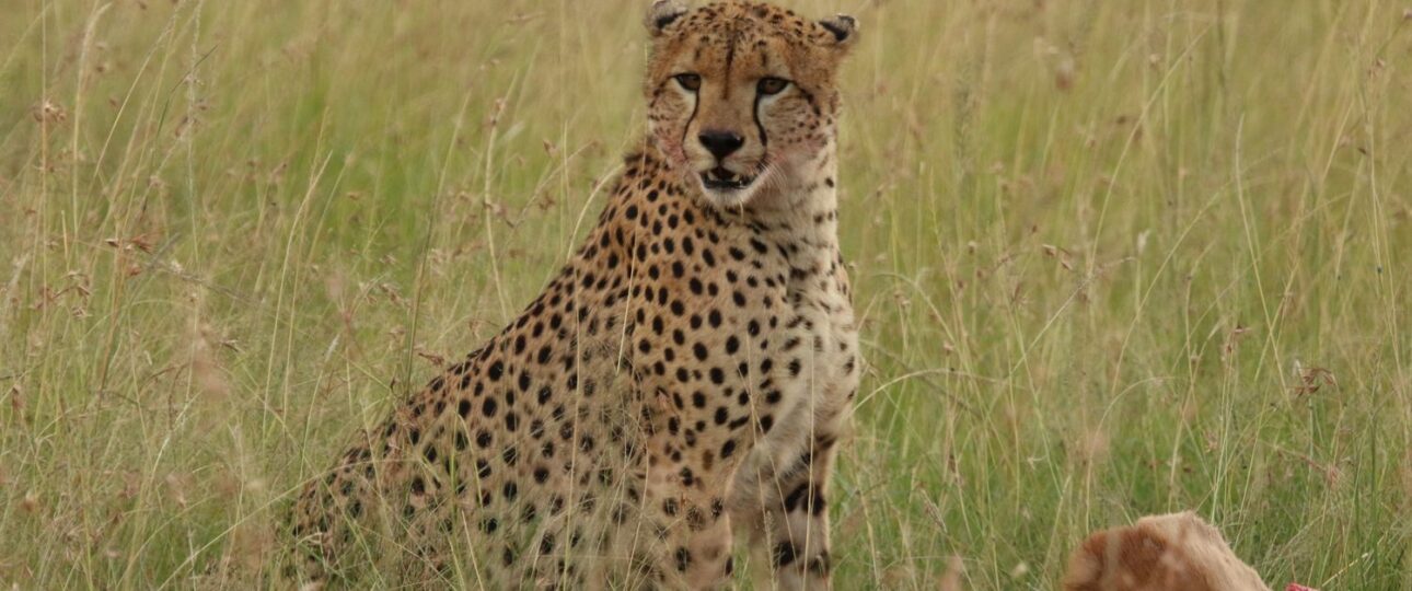 mara north conservancy