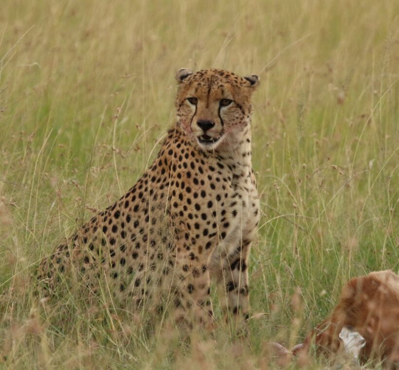 mara north conservancy