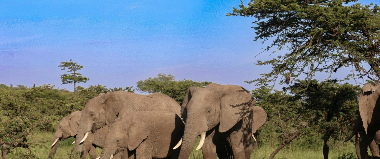 Safari & Beach