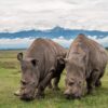 the last northern white rhinos