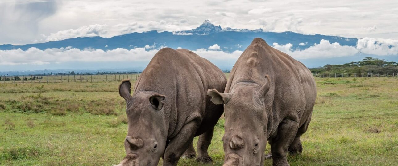 the last northern white rhinos