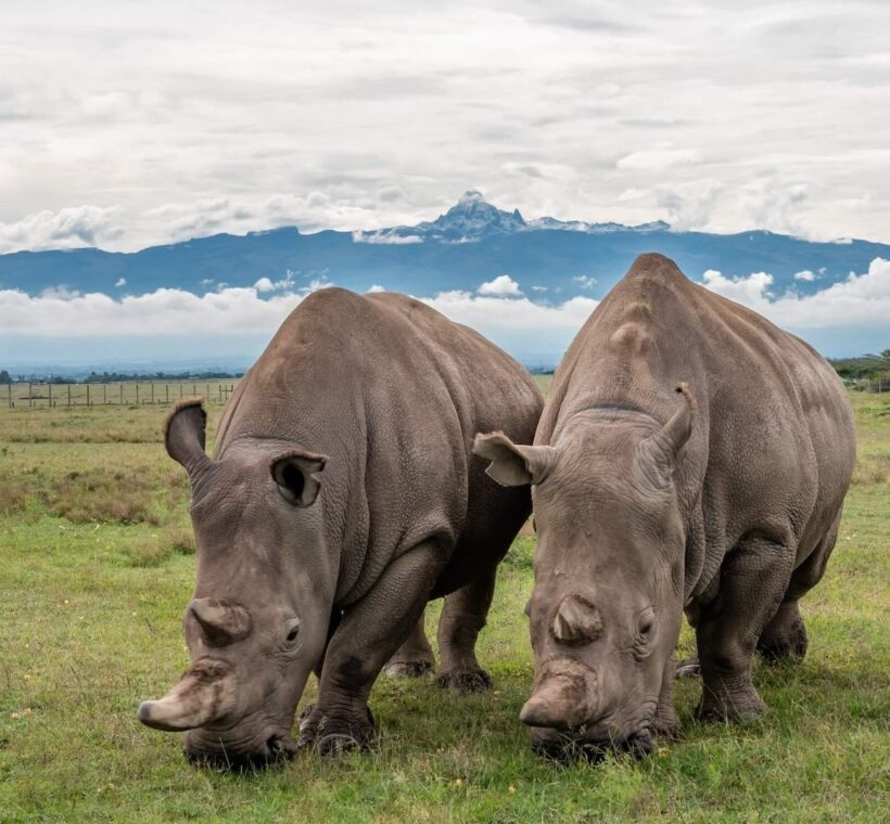 the last northern white rhinos