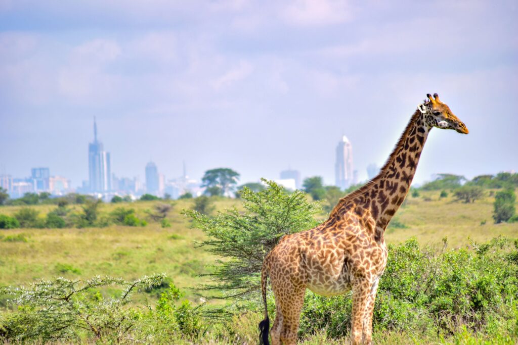 A Girraffe towring against the upper hill skyline backdrop as seen from inside Nairobi National Park.