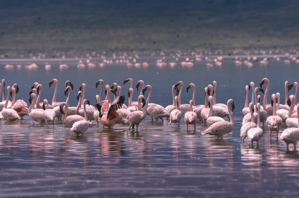 Lake Nakuru National Park flamingos
