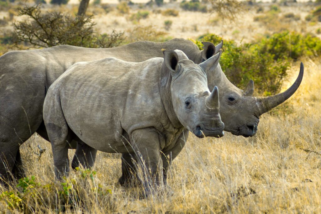 Ol Pejeta Conservancy rhinos