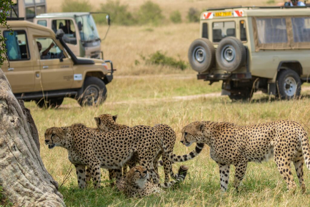 Top 10 Amazing Safari Parks in Kenya