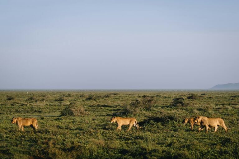 Serengeti National Park