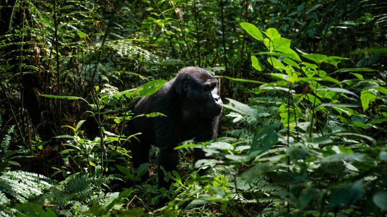 Mountain gorilla trekking