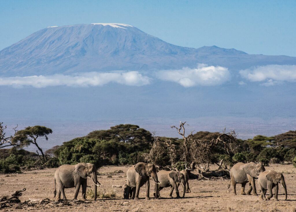 Amboseli National Park elephants