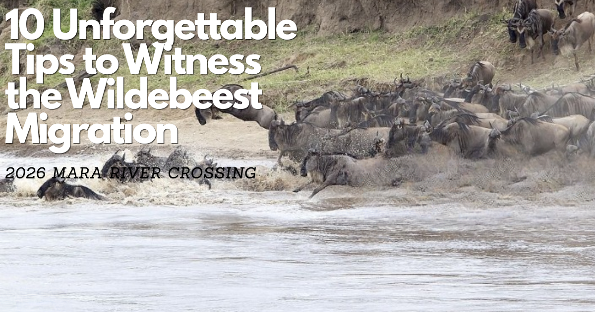 wildebeest migration 2026 Mara River Crossing