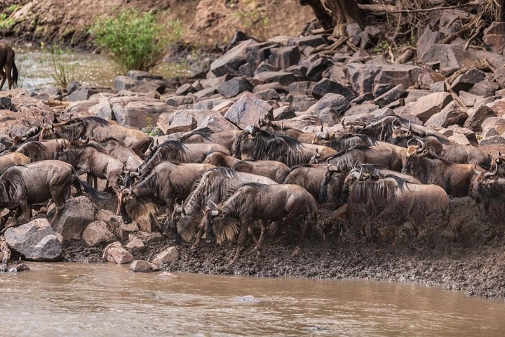 Wildebeest gathering on the Mara River bank before a Great Migration crossing in Maasai Mara, Kenya