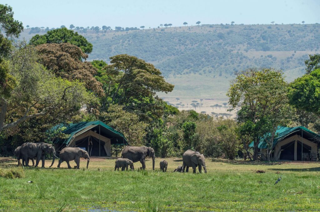 Family-friendly safari camps