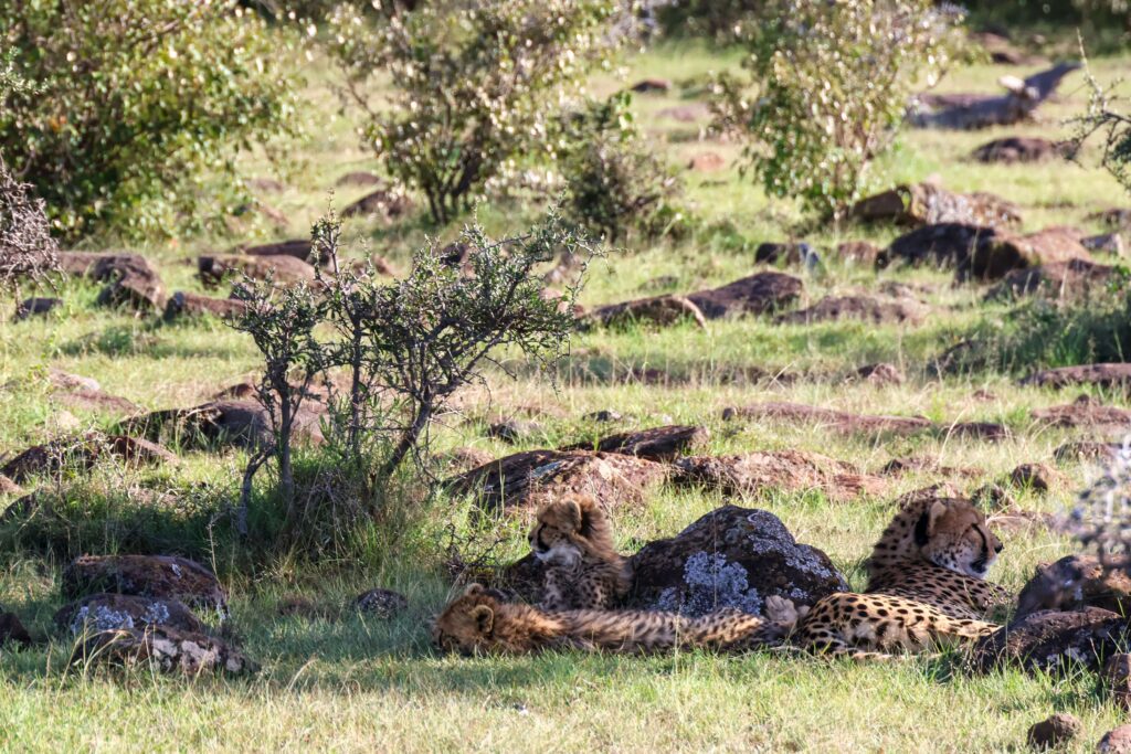 Cheetahs resting in a grassy landscape during an affordable budget safari in Kenya.
