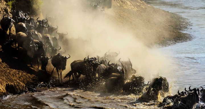 Wildebeest crossing the Mara River during the Great Migration in Maasai Mara National Reserve, Kenya