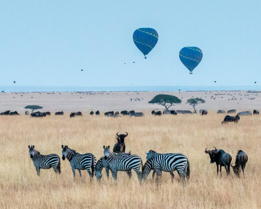 Luxury Safari vs Budget Safari Kenya