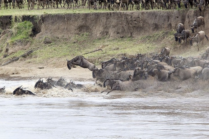 wildebeest migration 2026 Mara River Crossing