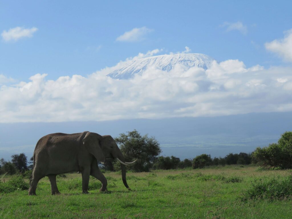 African elephant walking across Amboseli National Park with Mount Kilimanjaro in the background, Kenya