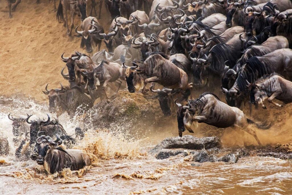 Kenya Safari Planning
