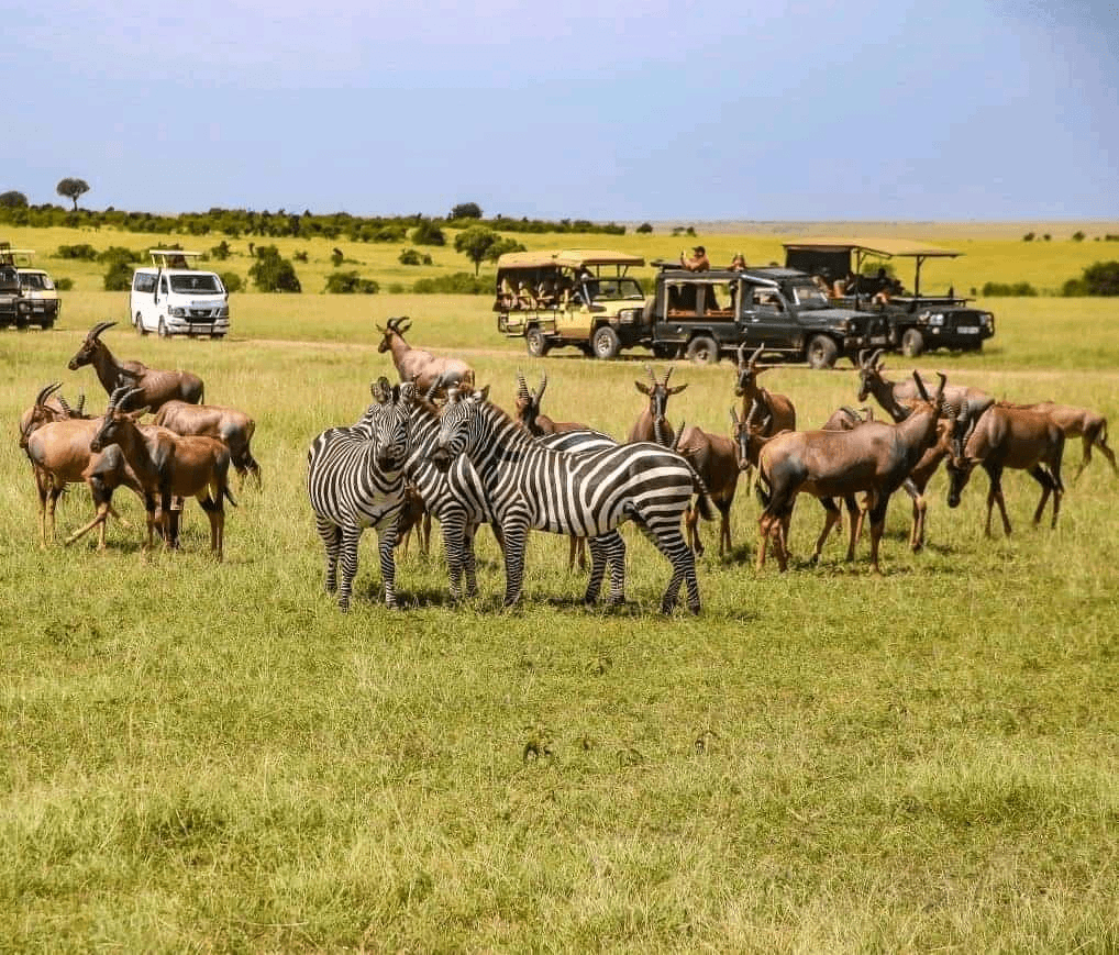 Kenya safari tourists viewing wildlife in the Maasai Mara