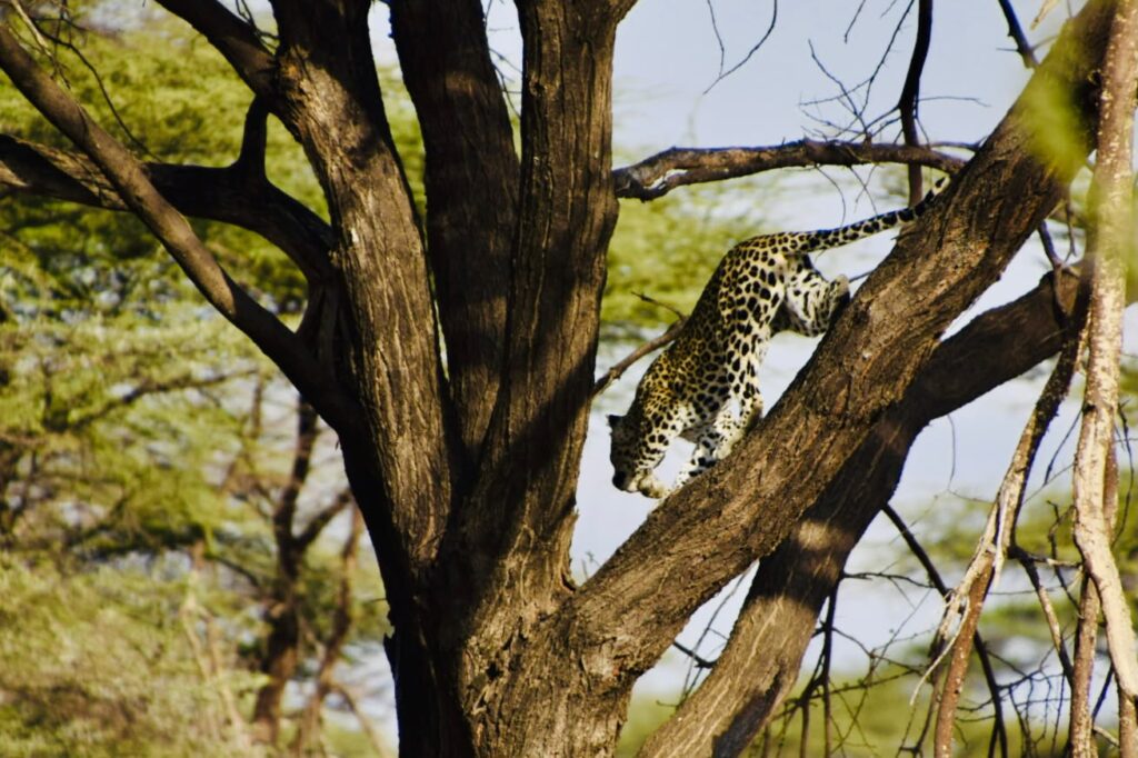 a leopard on a tree in Lake Nakuru