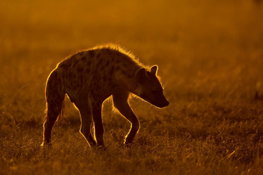 Spotted hyena walking through the savanna at night