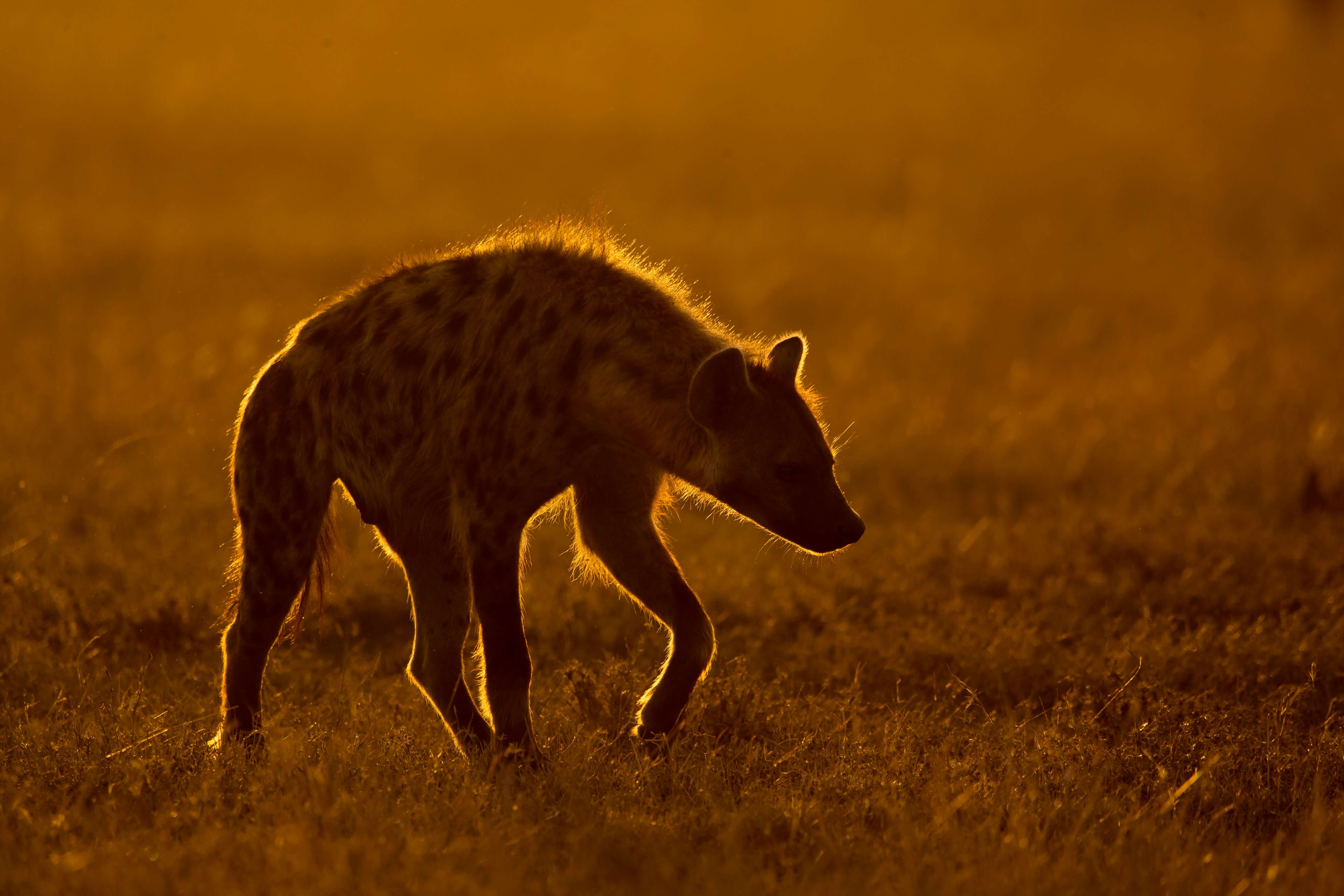 6-Day Masai Mara, Lake Nakuru & Amboseli Safari