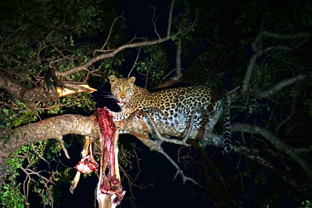 Leopard feeding on prey in a tree at night