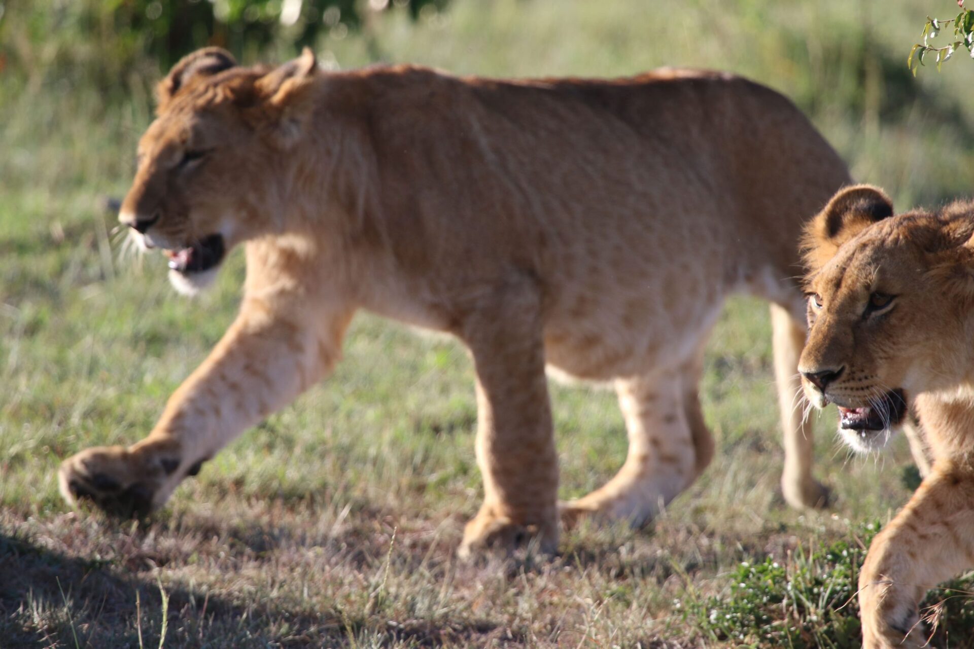 7-Day Kenya Safari Itinerary: Amboseli, Naivasha, Nakuru & Masai Mara