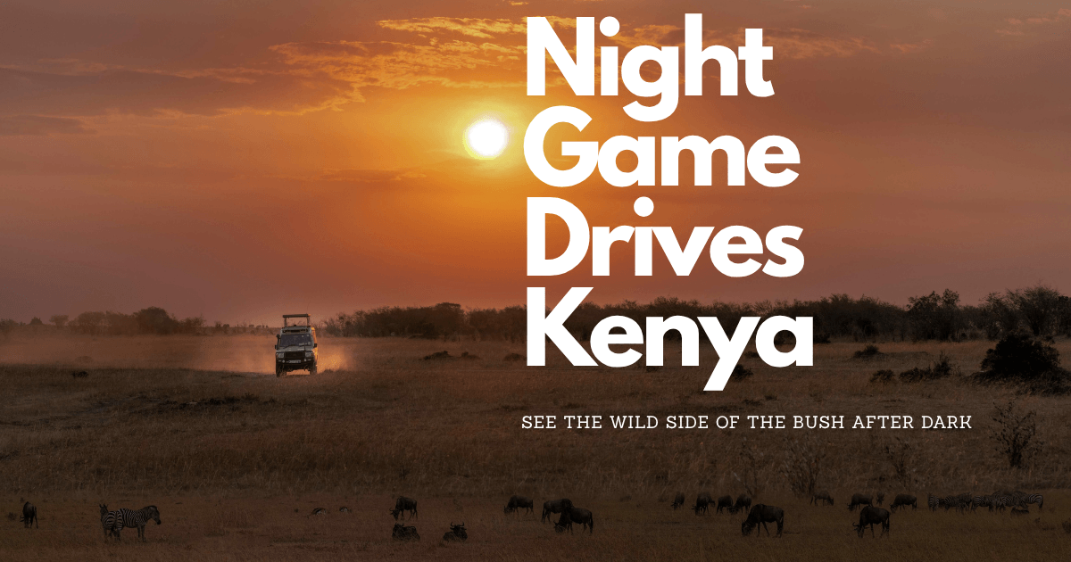 Night Game Drives Kenya: 3 Amazing Reasons to Try One