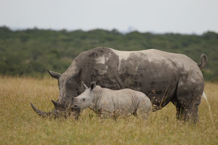 Rhinos at Lake Nakuru