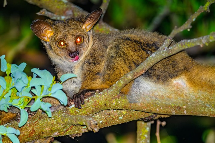 Bush baby resting on a tree branch at night