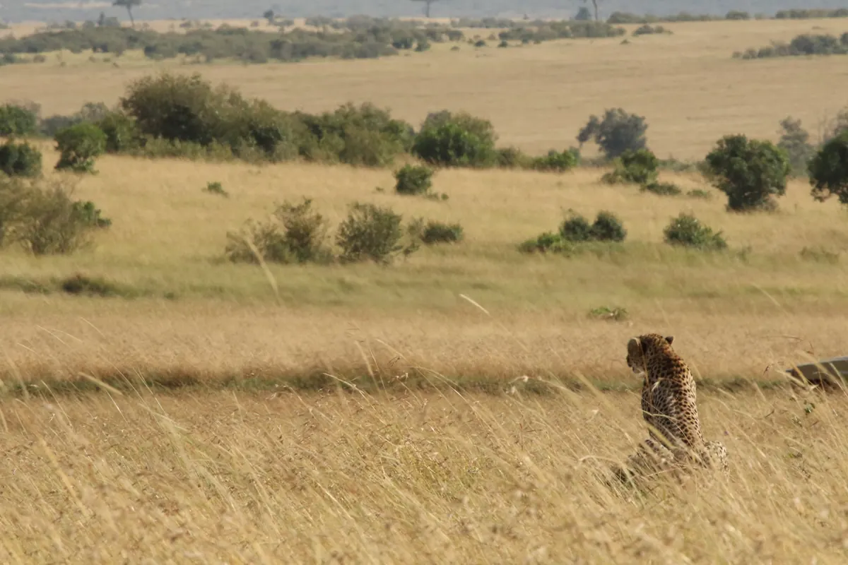 Cheetah in the savanna grasslands, Masai Mara National Reserve