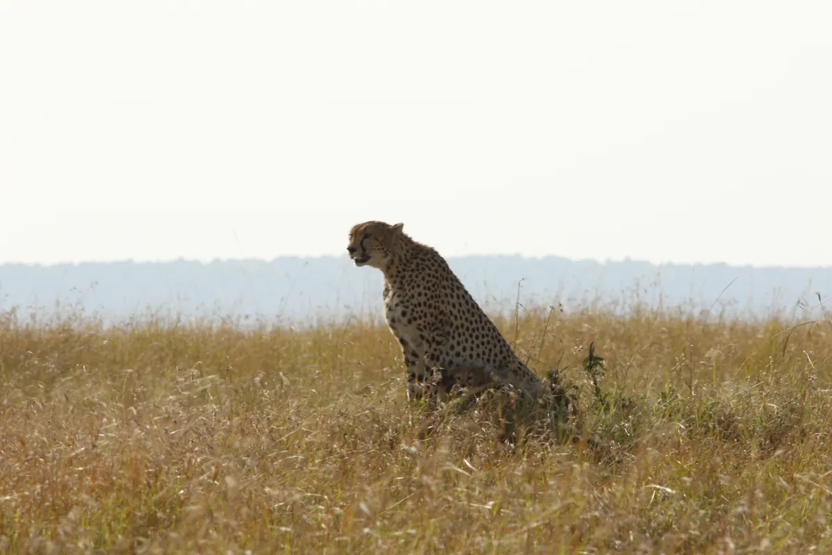 Cheetah sitting in the savanna grass, Masai Mara National Reserve