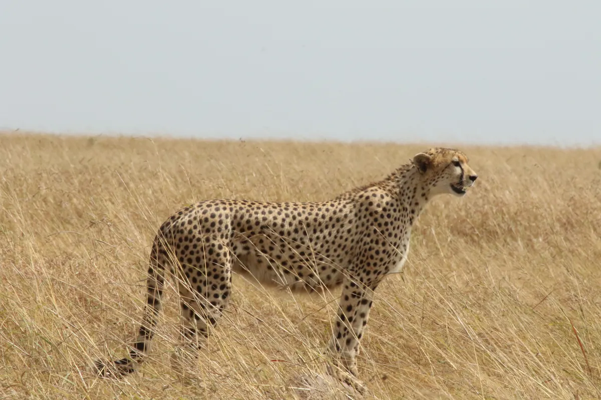 Cheetah standing alert in the golden grass, Masai Mara National Reserve