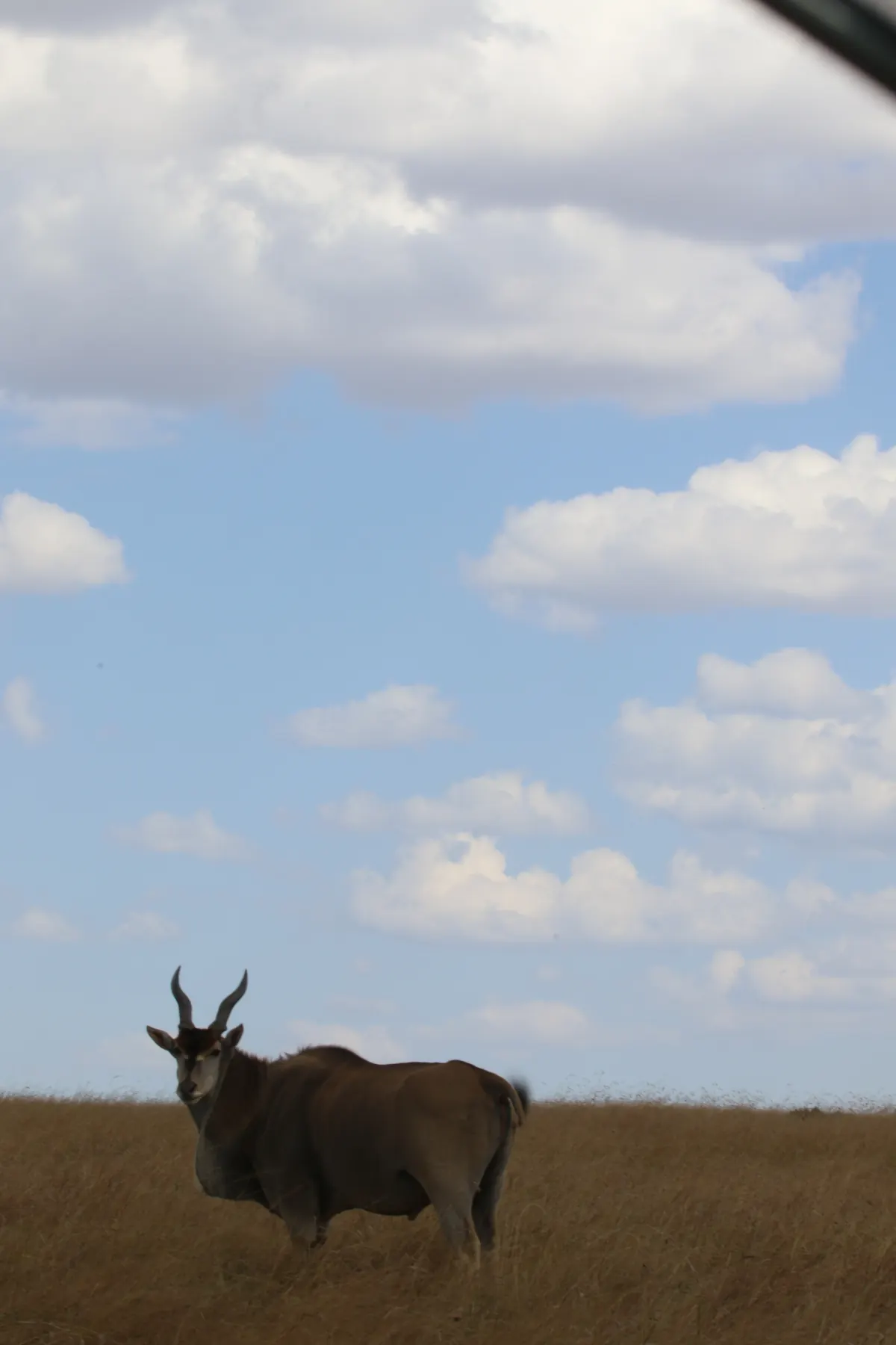 Eland antelope standing in the grasslands, Masai Mara National Reserve
