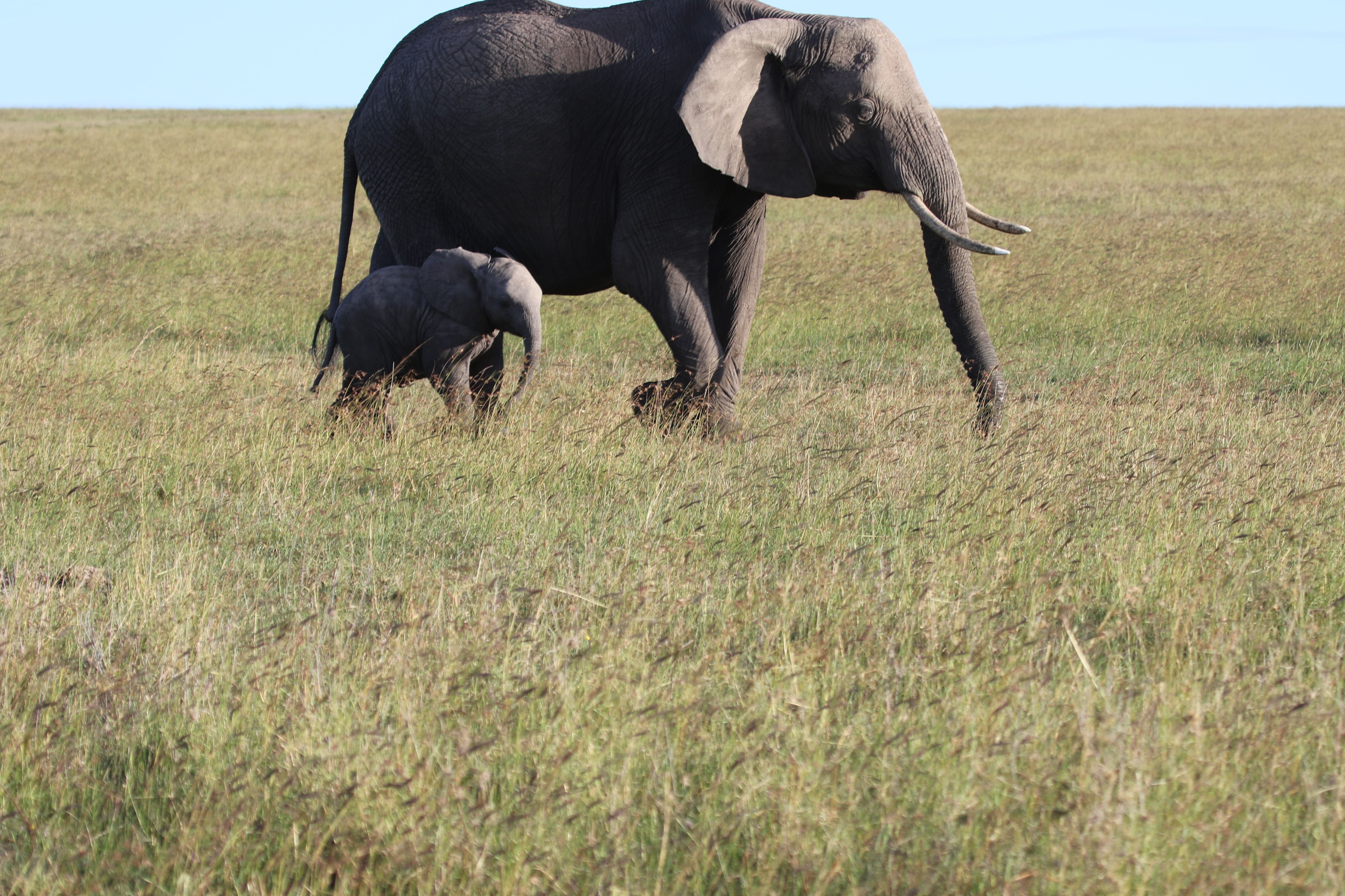 7-Day Amboseli, Nakuru & Masai Mara Luxury Safari