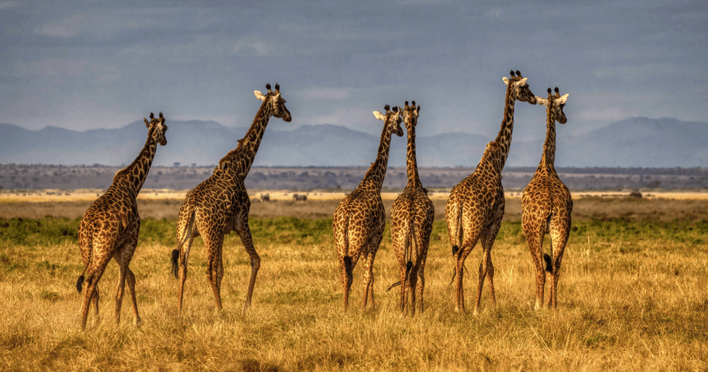 How to Plan and Book a Kenyan Tour