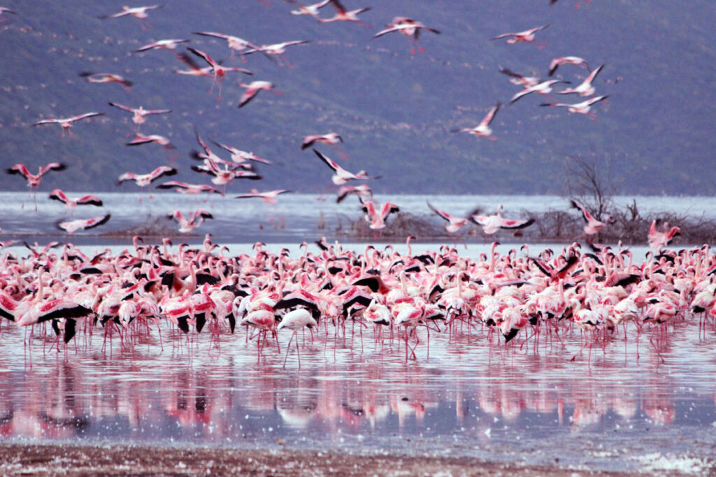 Flamingos on Lake Nakuru during a Kenya safari game drive