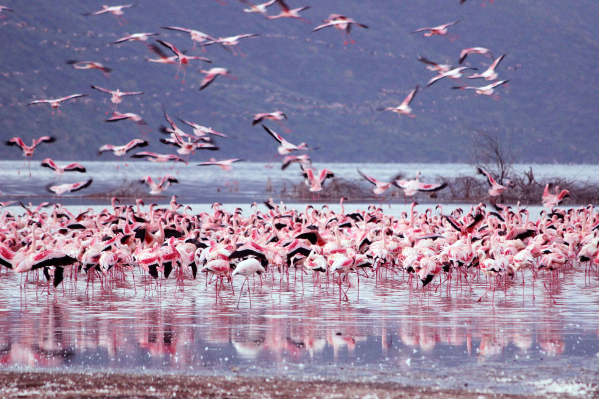 5-Day Mid-Range Lake Naivasha, Nakuru & Masai Mara Safari