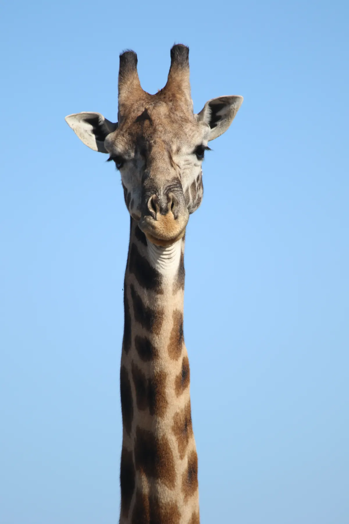 Giraffe close-up against a blue sky, Masai Mara National Reserve