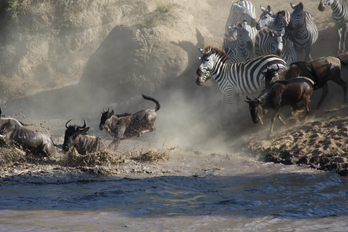Great Migration river crossing, zebra and wildebeest crossing the Mara River