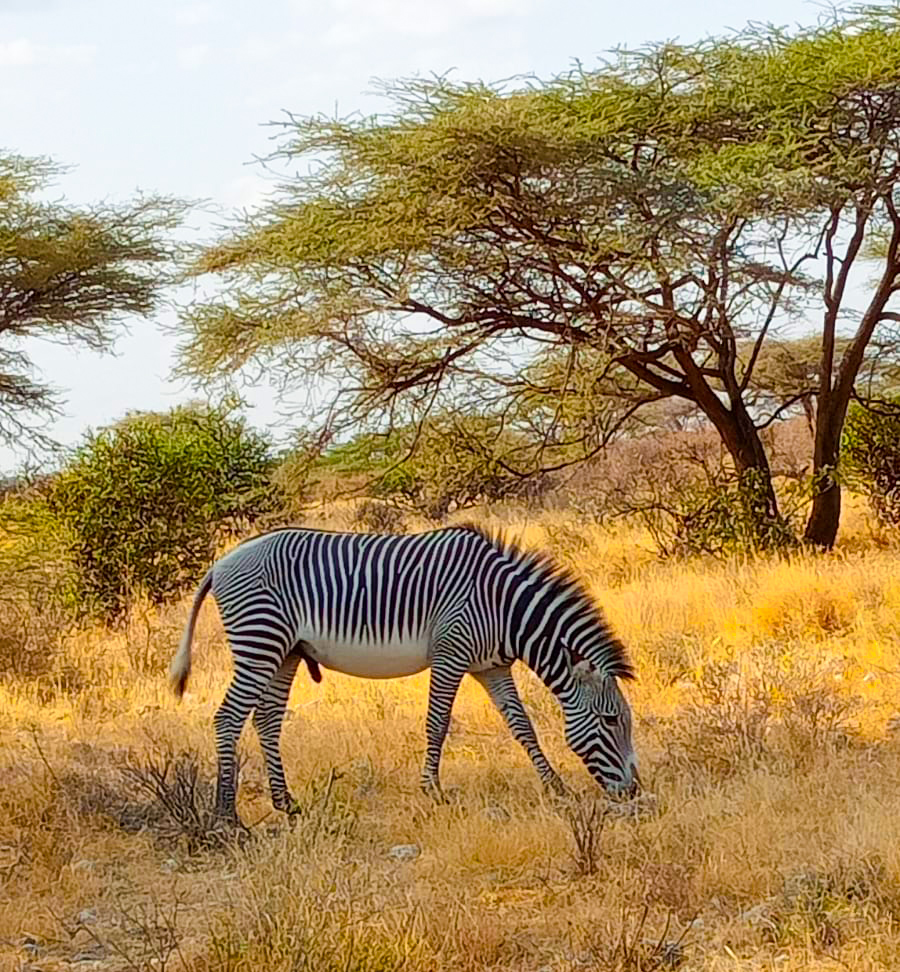 Samburu National Reserve Guide (2026/2027): Wildlife, Fees, and How to Get There