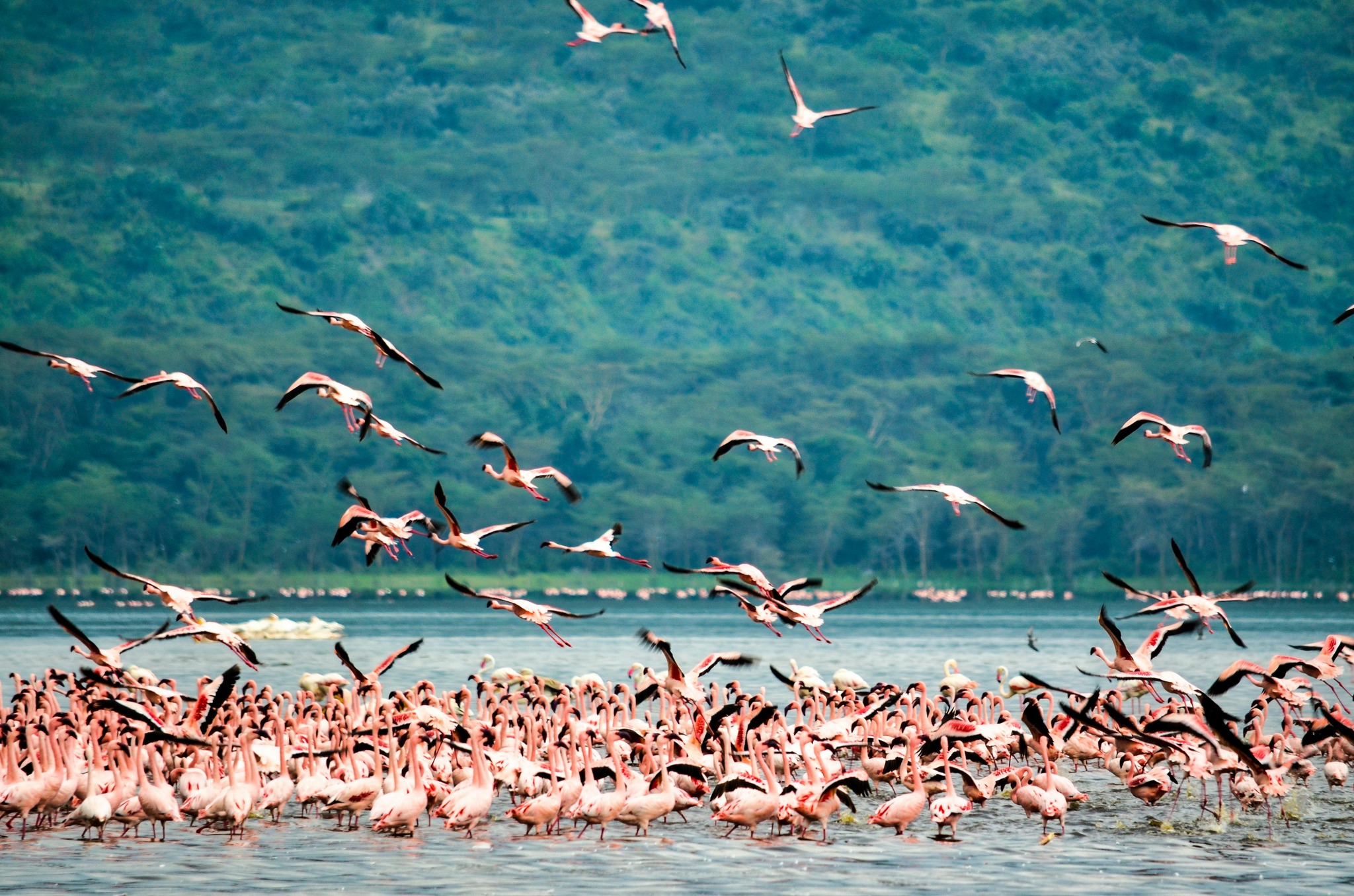 The 5-Day Luxury Kenya Safari Itinerary: Amboseli, Lake Nakuru & Masai Mara