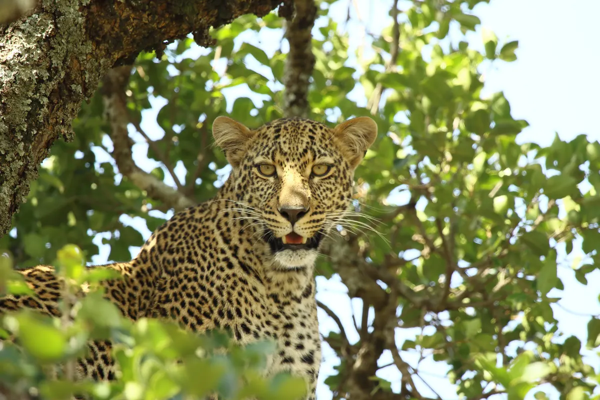 Leopard resting in a tree with direct eye contact, Masai Mara National Reserve
