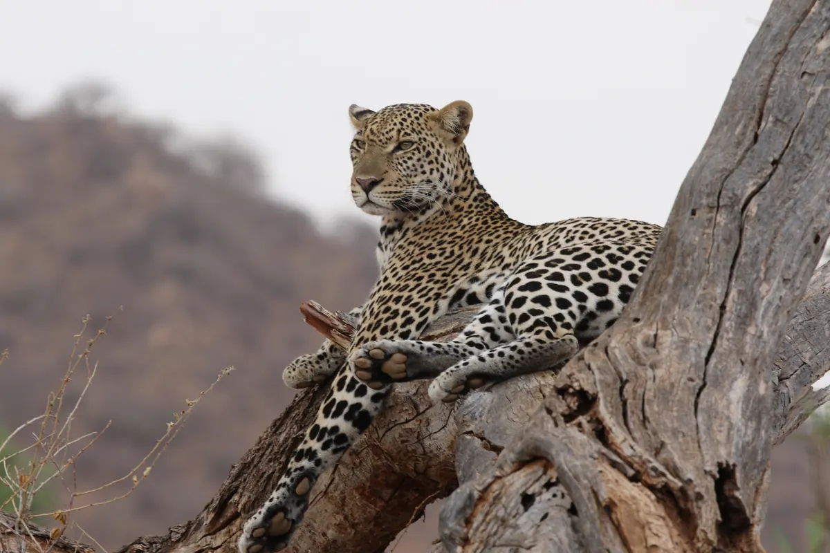Leopard resting on a fallen tree, Masai Mara National Reserve