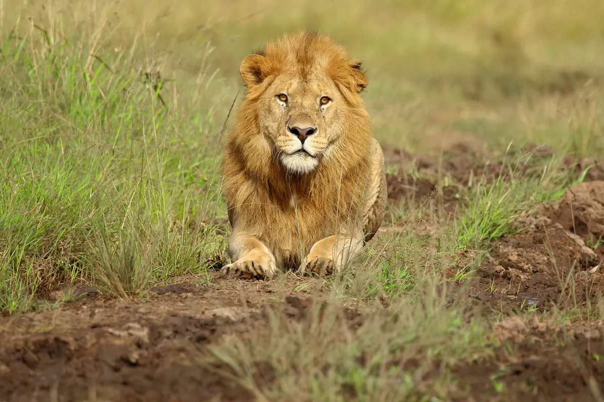Lion crouching low in the savanna grass, Masai Mara National Reserve