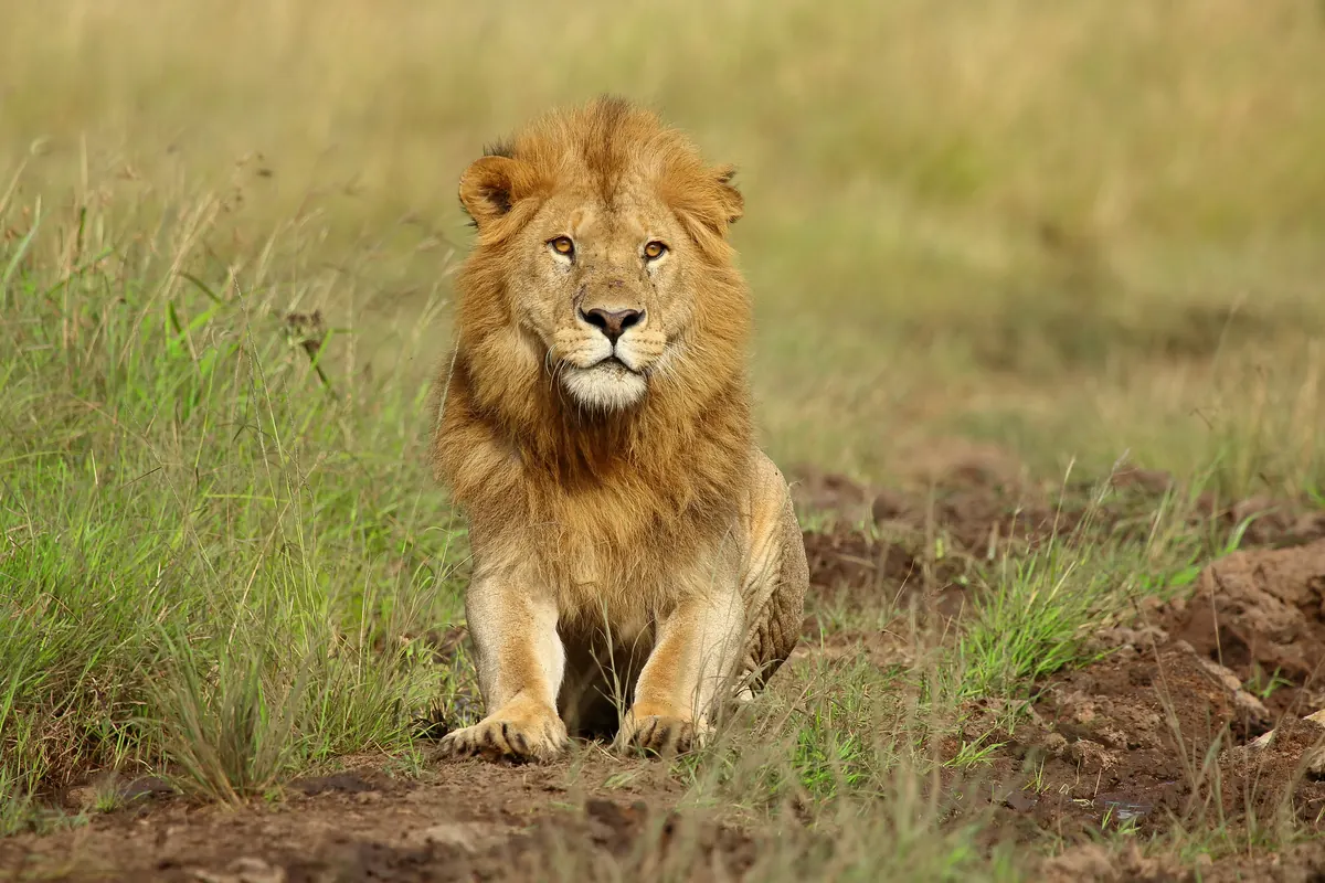 Male lion with full mane resting in the savanna grass, Masai Mara