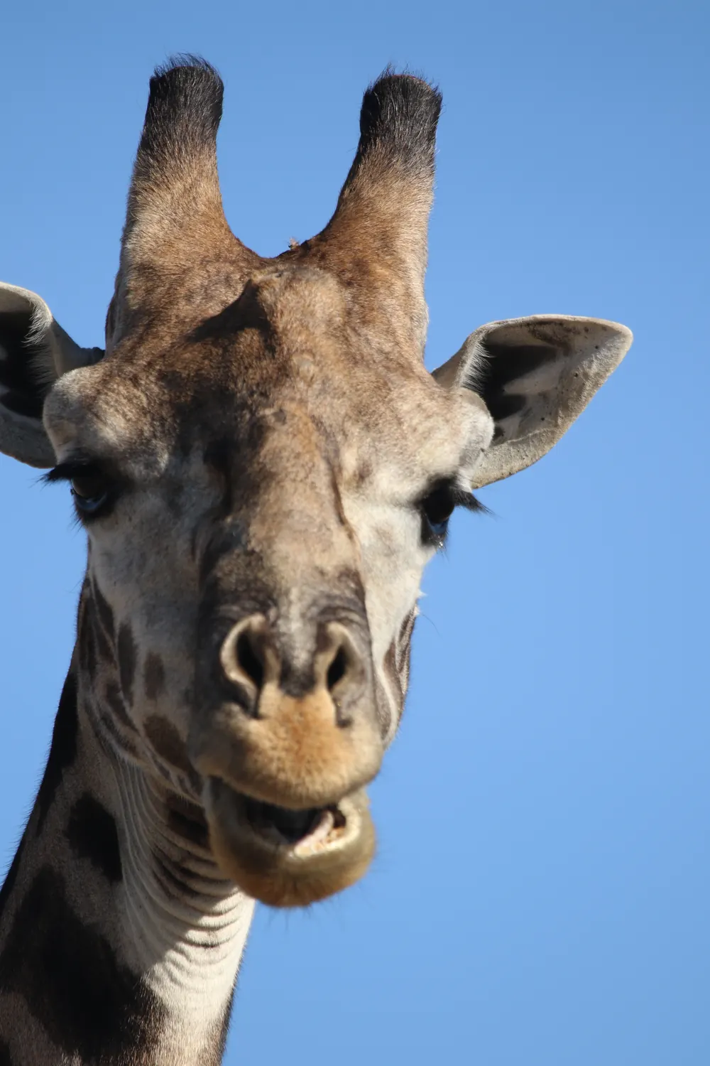 Close-up portrait of a Masai giraffe against a blue sky near the Masai Mara